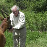 Rare mountain bongos return to Kenya Rare mountain bongos return to Kenya