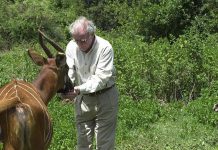 Rare mountain bongos return to Kenya Rare mountain bongos return to Kenya