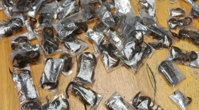 Africa Wildlife Trade: 150 Scorpions in Bag Africa Wildlife Trade: 150 Scorpions in Bag