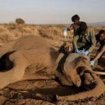 Kenya: 20 Elephants Die Mysteriously in Amboseli Kenya: 20 Elephants Die Mysteriously in Amboseli
