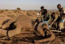 Kenya: 20 Elephants Die Mysteriously in Amboseli Kenya: 20 Elephants Die Mysteriously in Amboseli