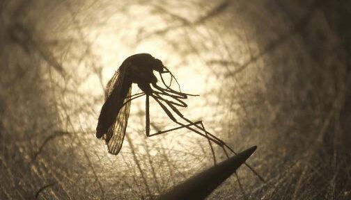 Malaria vaccine shows promise with 77% prevention, while Covid proves quick rollout possible