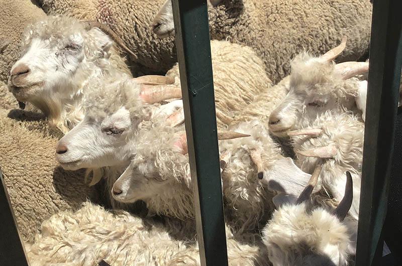 Upbeat analysts await benefits of deregulated wool & mohair business