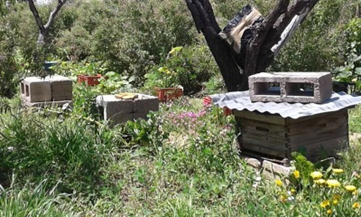 Lesotho Nun conserves biodiversity through beekeeping