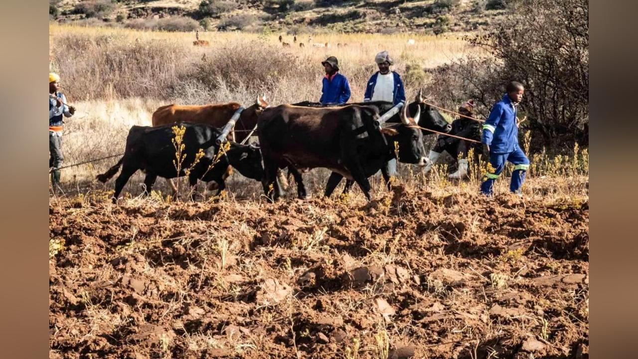 Farmers plead for timely delivery of seeds, inputs Farmers plead for timely delivery of seeds, inputs