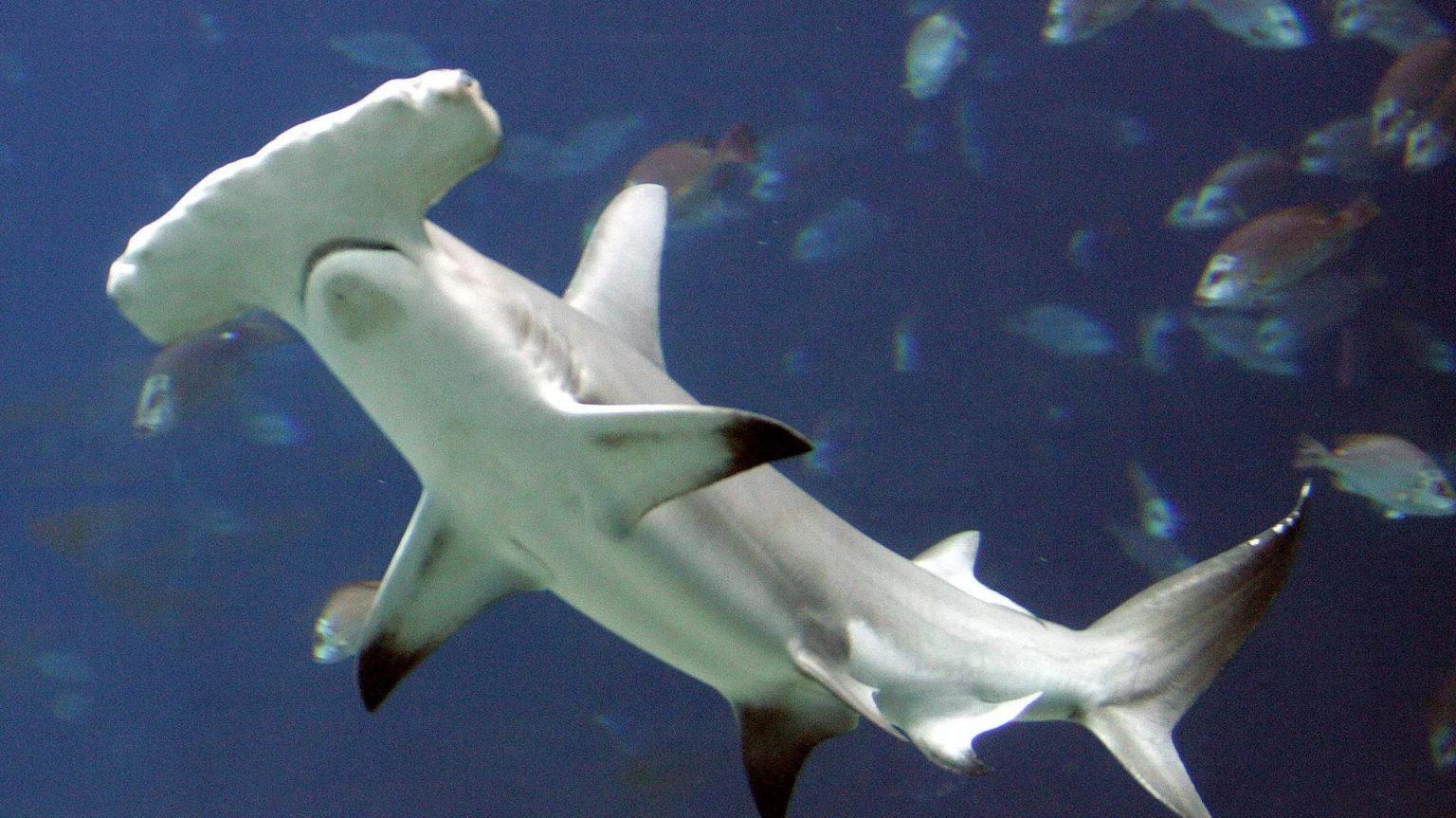 Shark Extinction Risk Greater Than Ever Expected, Study Finds Shark Extinction Risk Greater Than Ever Expected, Study Finds