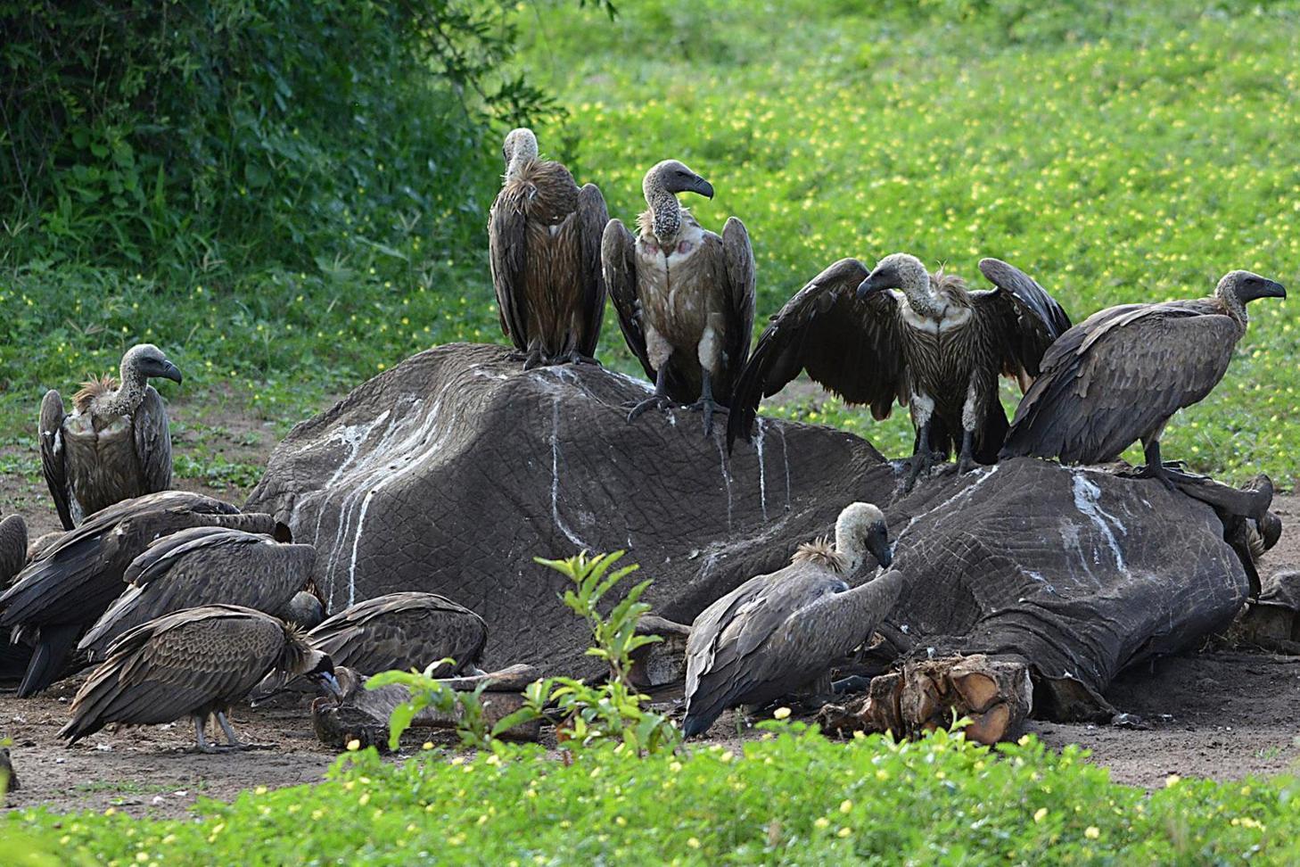 Official calls for promotion of vulture conservation