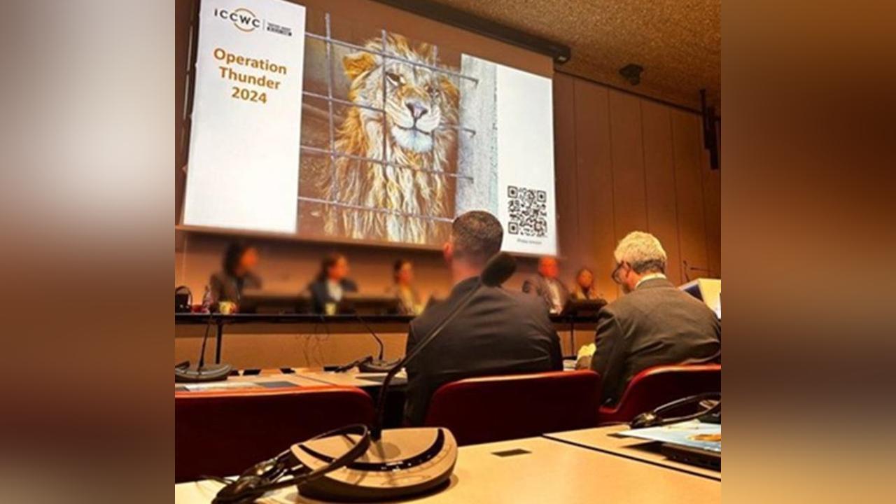 Nearly 20,000 live animals seized, 365 suspects arrested in largest-ever wildlife and forestry operation: Interpol Nearly 20,000 live animals seized, 365 suspects arrested in largest-ever wildlife and forestry operation: Interpol