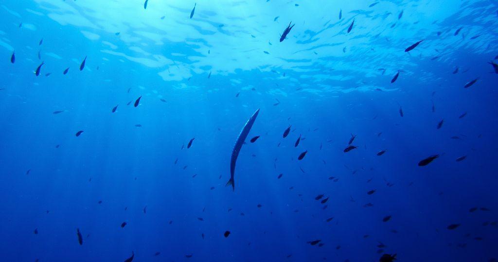 Nations Ratify First Treaty to Protect International Waters Nations Ratify First Treaty to Protect International Waters