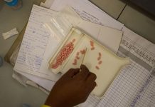 US Foreign Aid Cuts Leave Lesotho’s HIV Patients in Limbo US Foreign Aid Cuts Leave Lesotho's HIV Patients in Limbo