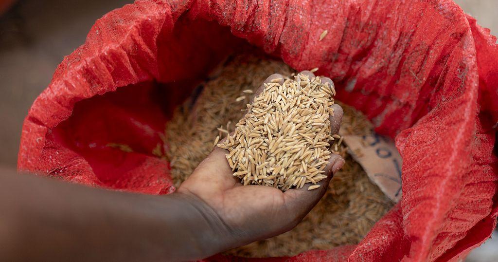 Fatmata Binta Appointed FAO Goodwill Ambassador Africa Fatmata Binta Appointed FAO Goodwill Ambassador Africa