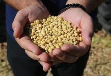 Soybeans have Become the New Frontier in Us-China Trade Wars Soybeans have Become the New Frontier in Us-China Trade Wars