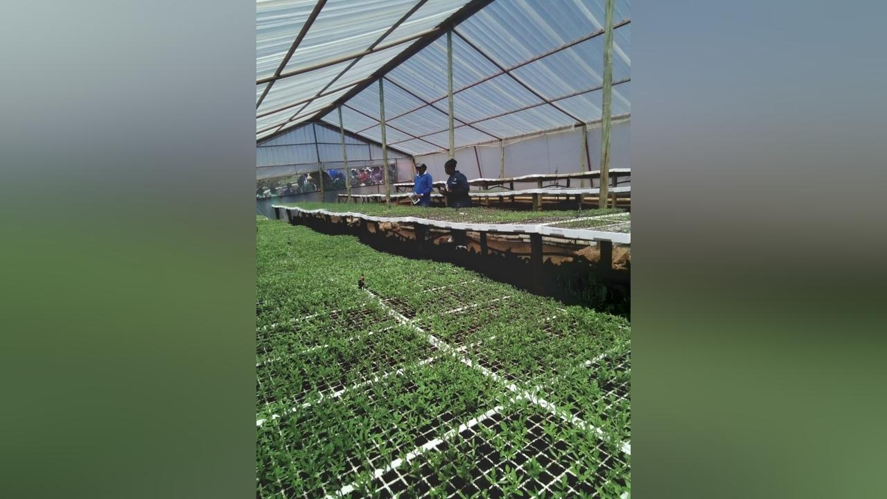 NTSÉO SEEDLINGS, VEGETABLES GRADUATE FROM SADP II NTSÉO SEEDLINGS, VEGETABLES GRADUATE FROM SADP II
