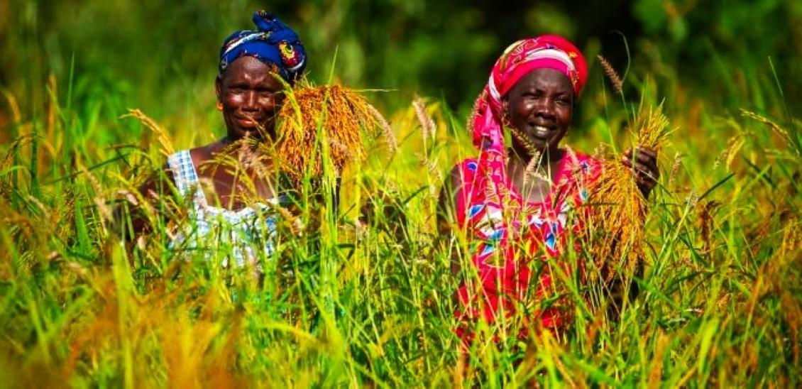 Global Agriculture Program Invests USD 14 Million in Afdb Global Agriculture Program Invests USD 14 Million in Afdb
