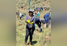 RSL PLANTS TREES IN KOROKORO RSL PLANTS TREES IN KOROKORO