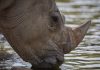 Singapore Seizes Record Rhinoceros Horns Worth $800K Singapore Seizes Record Rhinoceros Horns Worth $800K