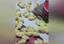 POULTRY PROJECT ANSWER TO HUNGER, POVERTY POULTRY PROJECT ANSWER TO HUNGER, POVERTY