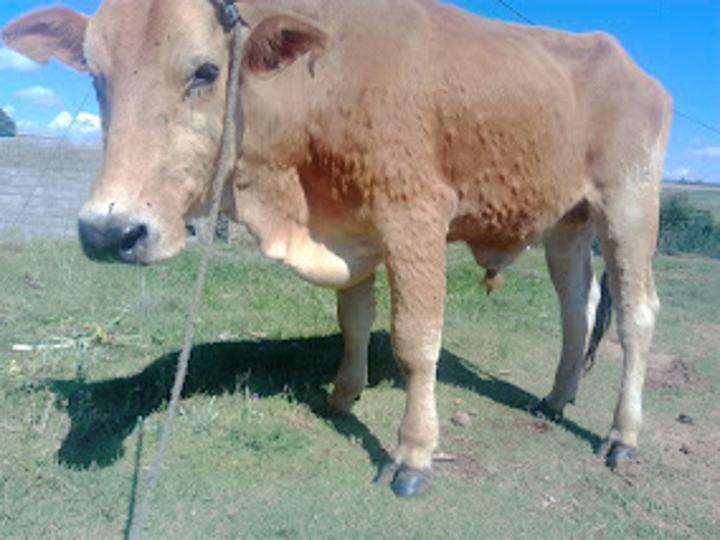 FARMERS URGED TO REPORT LUMPY SKIN DISEASE FARMERS URGED TO REPORT LUMPY SKIN DISEASE