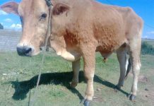 NEW CASES OF LUMPY SKIN DISEASE REPORTED NEW CASES OF LUMPY SKIN DISEASE REPORTED