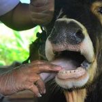 Foot and Mouth Task Team to Be Established Foot and Mouth Task Team to Be Established