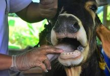 Foot and Mouth Task Team to Be Established Foot and Mouth Task Team to Be Established