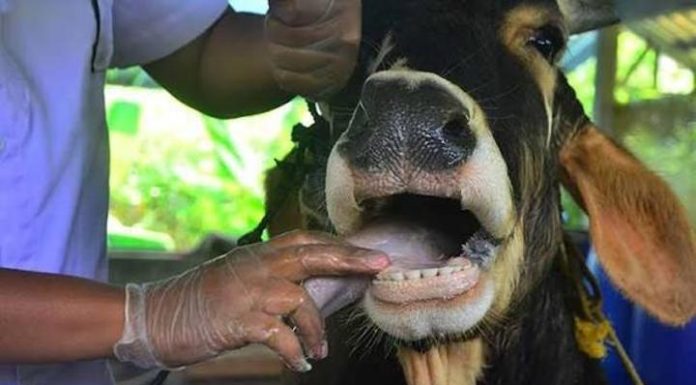 Foot and Mouth Task Team to Be Established Foot and Mouth Task Team to Be Established