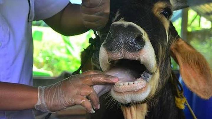 Foot and Mouth Task Team to Be Established Foot and Mouth Task Team to Be Established