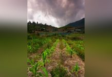 Climate Change Crisis for Lesotho Farmers Climate Change Crisis for Lesotho Farmers