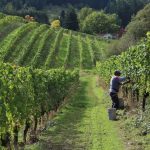 OVER 100 BASOTHO RECRUITED FOR FARM WORK IN SA OVER 100 BASOTHO RECRUITED FOR FARM WORK IN SA