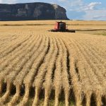 WHEAT HARVESTING CONTINUES DESPITE RAINFALL CHALLENGES WHEAT HARVESTING CONTINUES DESPITE RAINFALL CHALLENGES