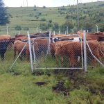 CROSS-BORDER STOCK THEFT REMAINS A CONCERN FOR LESOTHO AND SOUTH AFRICA CROSS-BORDER STOCK THEFT REMAINS A CONCERN FOR LESOTHO AND SOUTH AFRICA