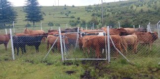 CROSS-BORDER STOCK THEFT REMAINS A CONCERN FOR LESOTHO AND SOUTH AFRICA CROSS-BORDER STOCK THEFT REMAINS A CONCERN FOR LESOTHO AND SOUTH AFRICA