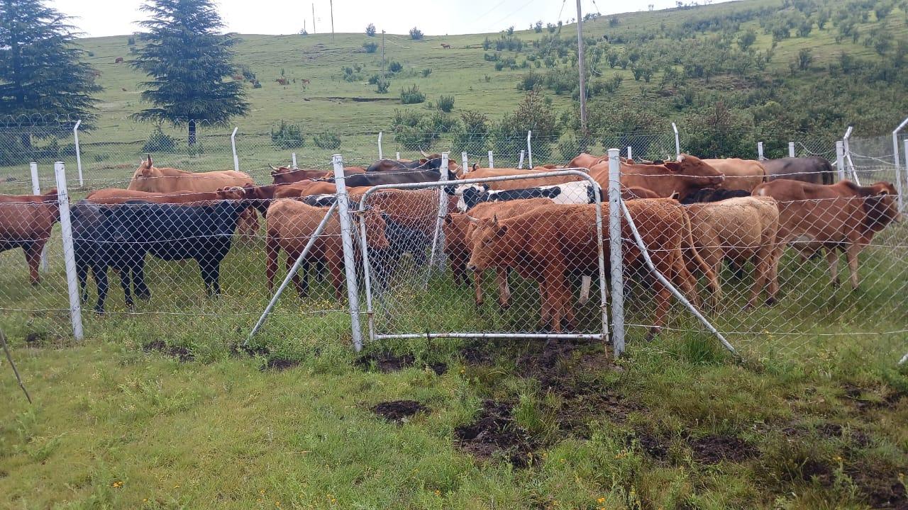 CROSS-BORDER STOCK THEFT REMAINS A CONCERN FOR LESOTHO AND SOUTH AFRICA CROSS-BORDER STOCK THEFT REMAINS A CONCERN FOR LESOTHO AND SOUTH AFRICA