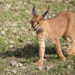 MAPHOTONG COMMUNITY ALLEGES ROOIKAT KILLING LIVESTOCK MAPHOTONG COMMUNITY ALLEGES ROOIKAT KILLING LIVESTOCK