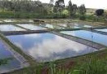 Africa’s Fishing Industry Potential Untapped Africa's Fishing Industry Potential Untapped