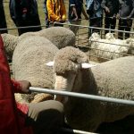 BEREA EMBARKS ON SHEEP SCAB VACCINATION BEREA EMBARKS ON SHEEP SCAB VACCINATION
