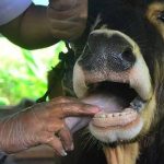 LESOTHO CONFIRMS FOOT, MOUTH DISEASE OUTBREAK LESOTHO CONFIRMS FOOT, MOUTH DISEASE OUTBREAK