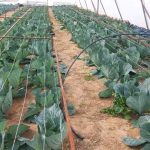 Fresh Edge Farm Eyes Continental Market as AfCFTA Opportunities Emerge Fresh Edge Farm Eyes Continental Market as AfCFTA Opportunities Emerge