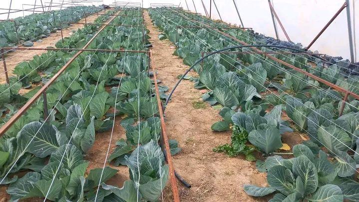 Fresh Edge Farm Eyes Continental Market as AfCFTA Opportunities Emerge Fresh Edge Farm Eyes Continental Market as AfCFTA Opportunities Emerge