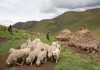 Lesotho Wool and Mohair to Enter Chinese Markets Lesotho Wool and Mohair to Enter Chinese Markets