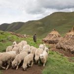 Lesotho Wool and Mohair to Enter Chinese Markets Lesotho Wool and Mohair to Enter Chinese Markets