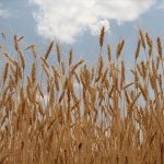 Wheat Prices Surge Amid Mideast Turmoil and Food Fears Wheat Prices Surge Amid Mideast Turmoil and Food Fears