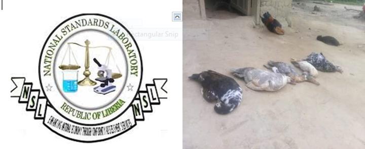 ‘SITUATION UNDER CONTROL’ – Ministry of Agriculture Says Nothing to Fear Amid Report of Mass Death of Chickens, Ducks in Nimba County ‘SITUATION UNDER CONTROL’ – Ministry of Agriculture Says Nothing to Fear Amid Report of Mass Death of Chickens, Ducks in Nimba County
