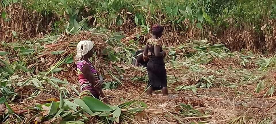 Liberia’s Farmers Trapped In Subsistence Farming Due To Lack Of Agricultural Financing, a New UNCDF Study Finds Liberia’s Farmers Trapped In Subsistence Farming Due To Lack Of Agricultural Financing, a New UNCDF Study Finds