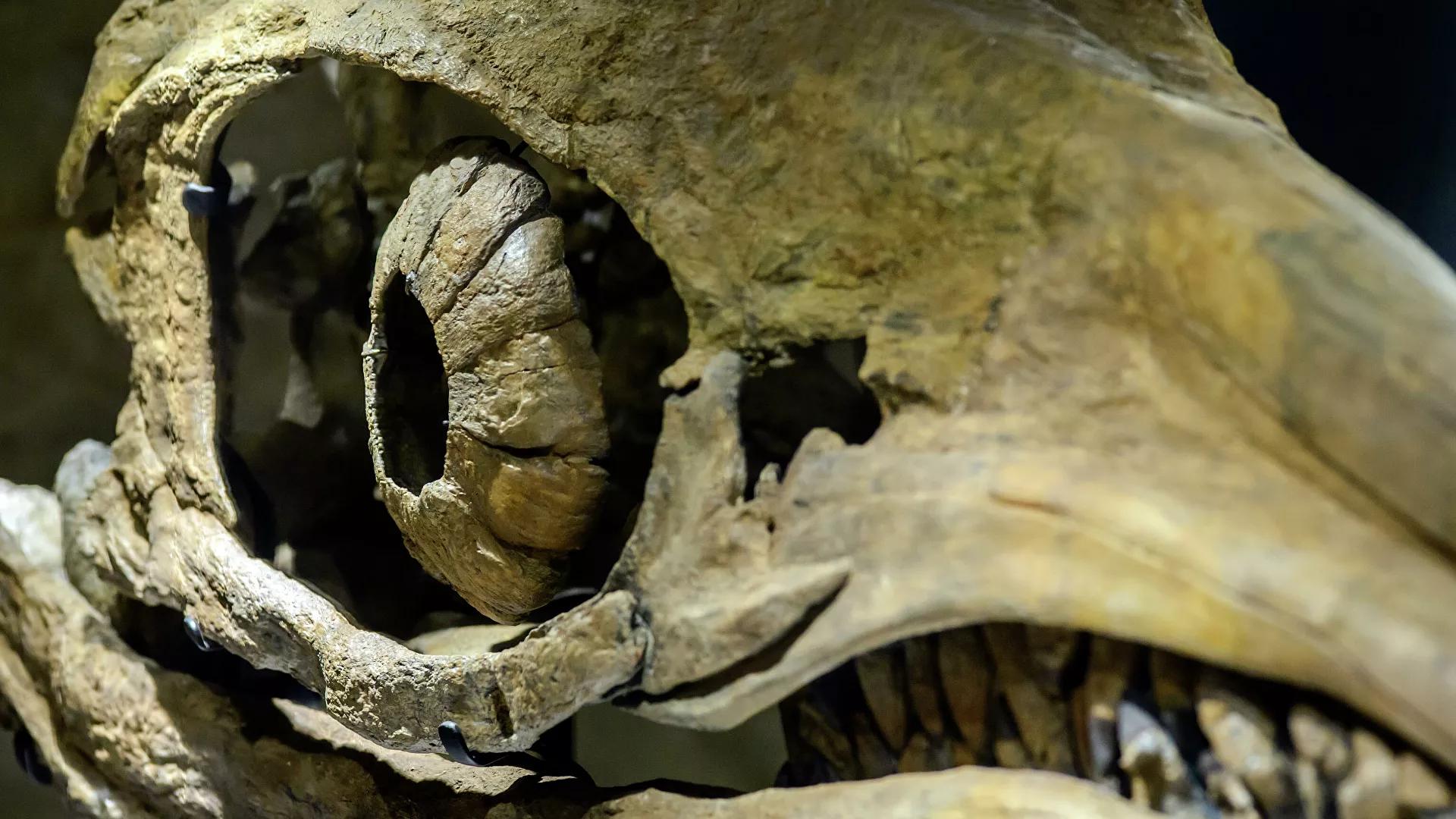 Scientists Discover Largest Animal That Ever Lived on Earth & It's Sea Predator Scientists Discover Largest Animal That Ever Lived on Earth & It's Sea Predator