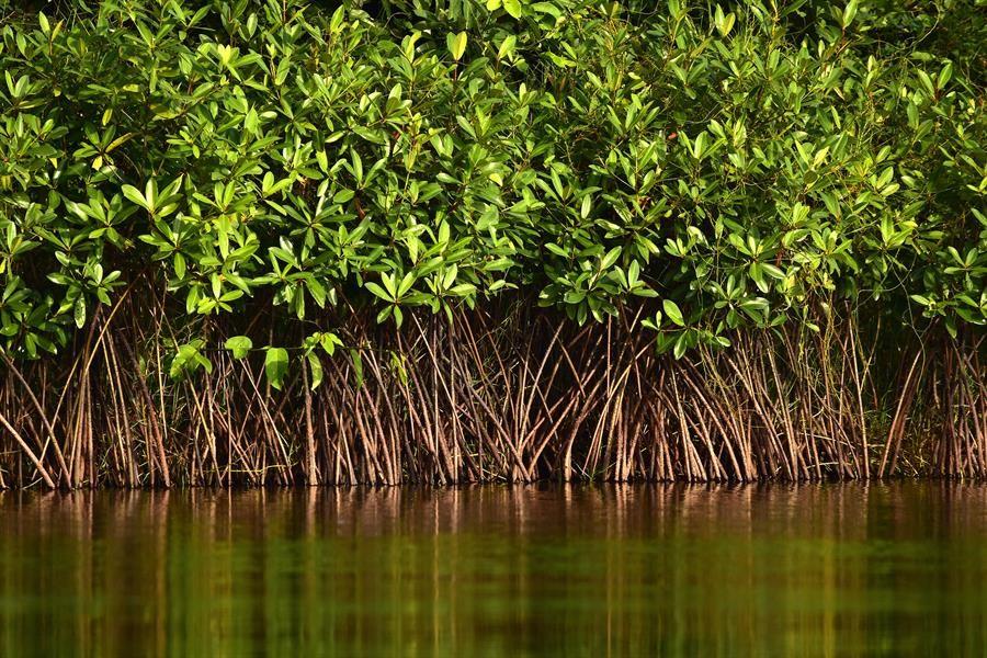 Mangrove Biodiversity Management Project Officially Lanched in Lake ...