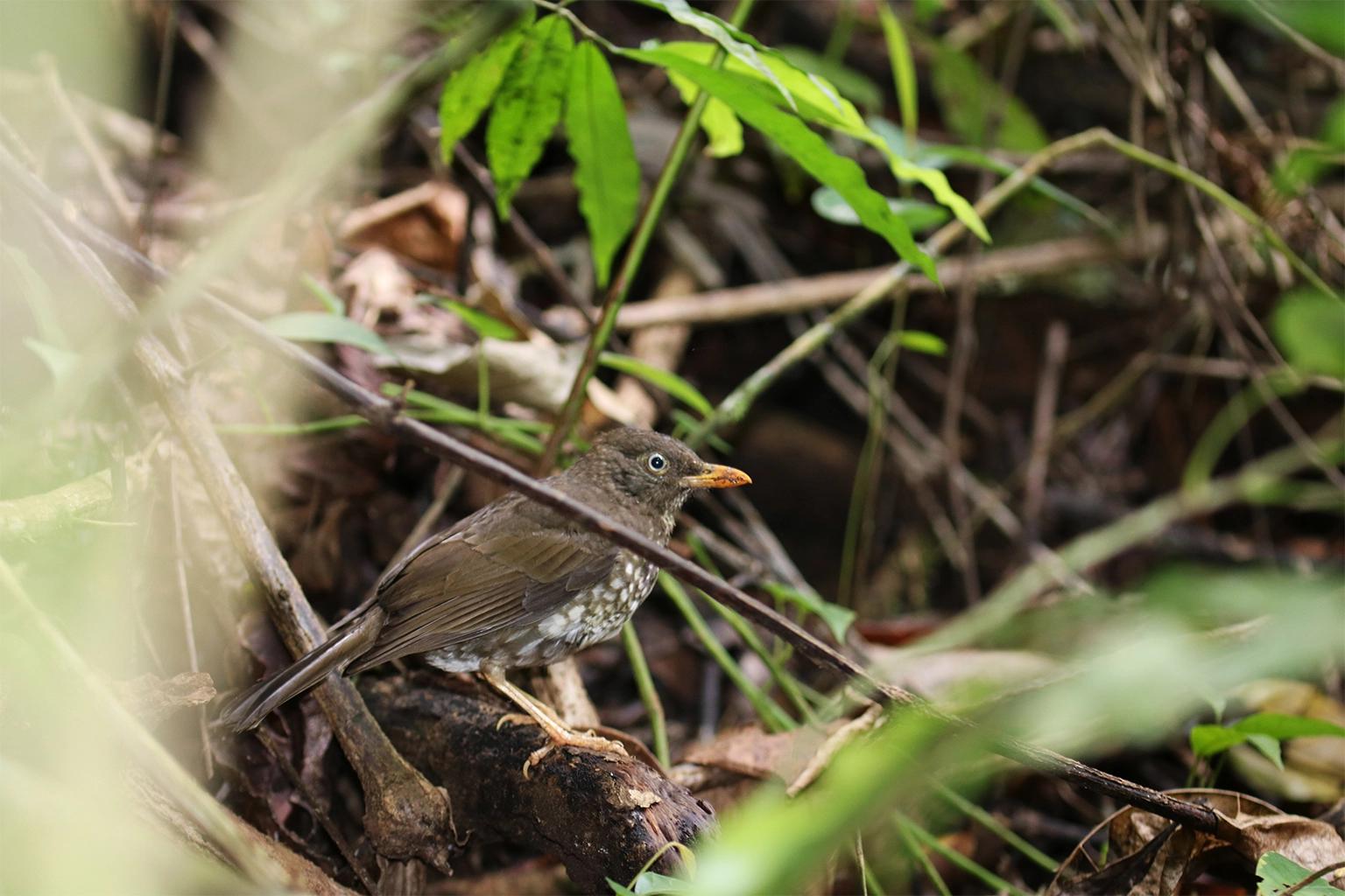 Light-fingered monkeys threaten critically endangered Príncipe thrush Light-fingered monkeys threaten critically endangered Príncipe thrush