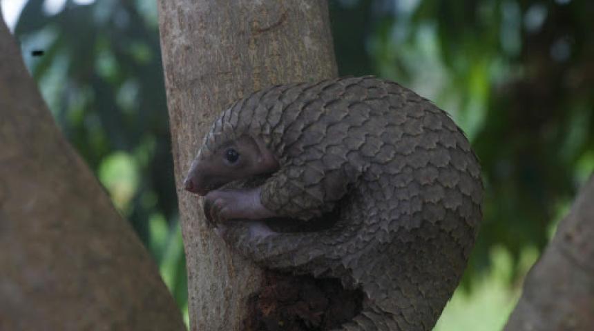 Inside Liberia’s Pangolin Scales Syndicate - Liberia