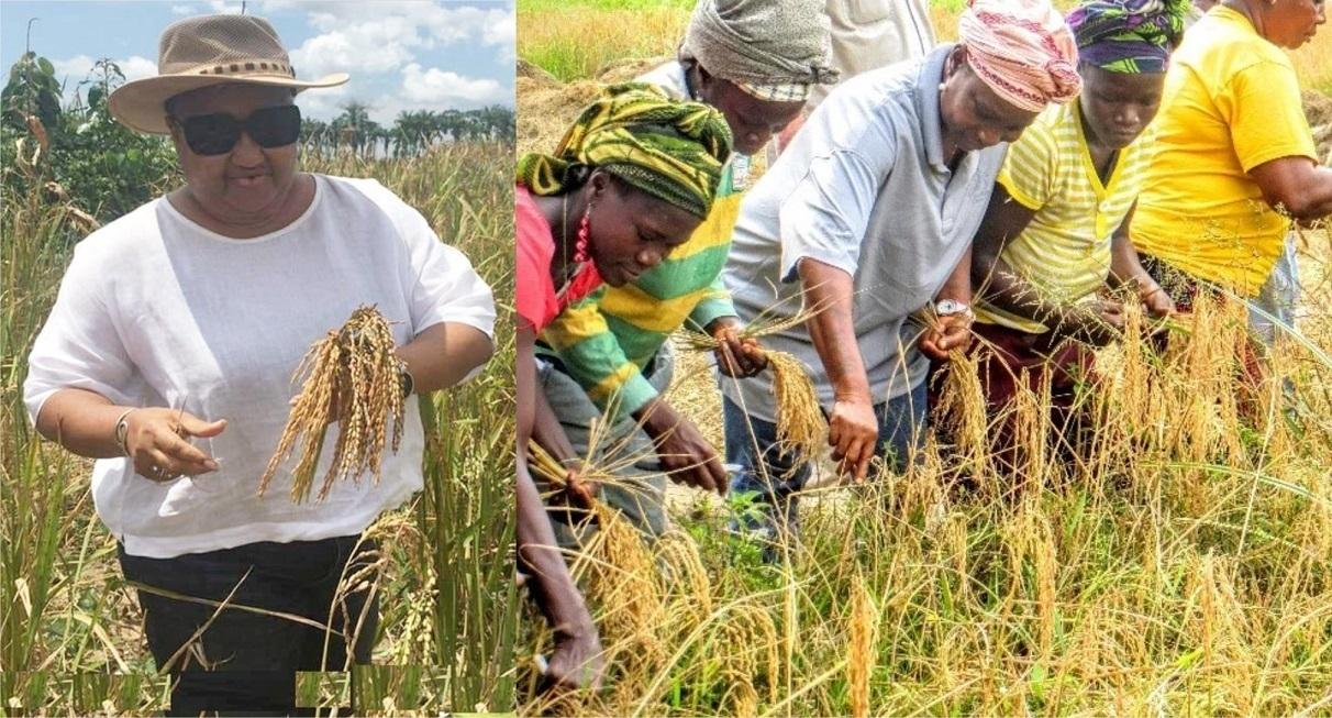 Agriculture, Health, WFP, and Partners launch nationwide Rapid Food Security Assessment Agriculture, Health, WFP, and Partners launch nationwide Rapid Food Security Assessment