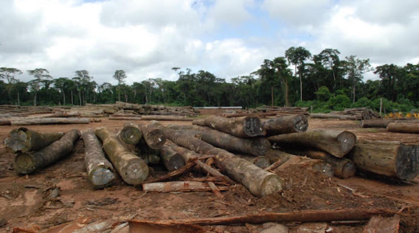 In Lofa County, Some 2,500 Logs Abandoned In Lofa County, Some 2,500 Logs Abandoned